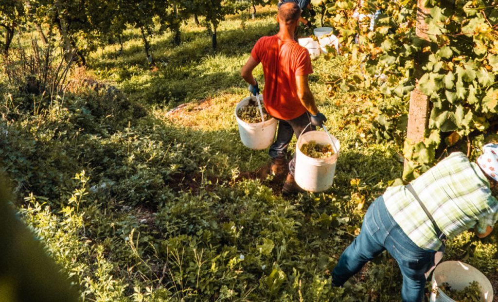 Persone che fanno la vendemmia